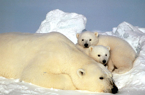 Alaskan Polar Bears resting on the artic ice